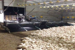 La compañía italiana CMC desarrolló una original “cosechadora de pollos” para agilizar la tarea de recoger las aves en los criaderos. Permite recolectar hasta 12.000 pollos por hora y reduce al mínimo el stress que sufren las aves durante el proceso.
