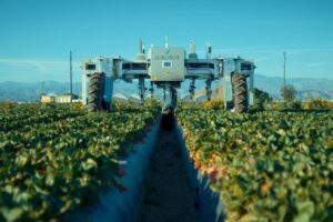 Dos empresas buscan quedarse con el trono de la cosecha autónoma de las frutillas. Utilizan sensores, cámaras, inteligencia artificial y brazos robóticos independientes.
