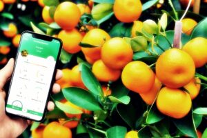 Es la startup israelí que desarrolló tecnología para el control de calidad de la fruta fresca con inteligencia artificial.