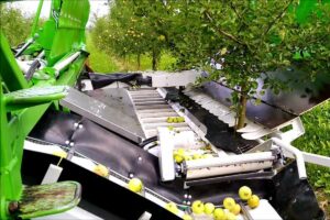 La cosechadora OE 4.5 de la empresa alemana Frumaco trabaja con un brazo de funciones robotizadas que aferra el tronco de los árboles y los sacude, haciendo caer los frutos a una cinta transportadora.