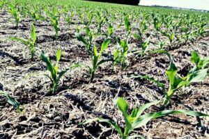 Los bioestimulantes agrícolas mejoran el crecimiento y desarrollo de las plantas, optimizando su resistencia al estrés y aumentando la productividad de los cultivos. Descubre sus tipos, beneficios y aplicaciones.