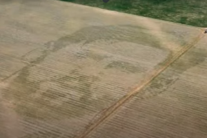 Una sembradora Gringa equipada con tecnología de vanguardia sembró un campo dibujando los rasgos faciales de Lionel Messi con un diferencial de densidad de semillas.