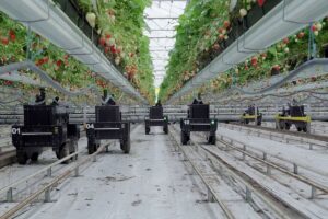 Es lo que está ocurriendo en la fruticultura con el servicio de plataformas autónomas que solucionan los problemas de mano de obra. Mirá el video.