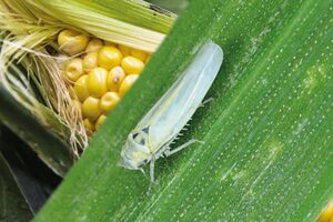 La instancia de capacitación técnica abordará temas vitales para el agro como el problema de la chicharrita del maíz.