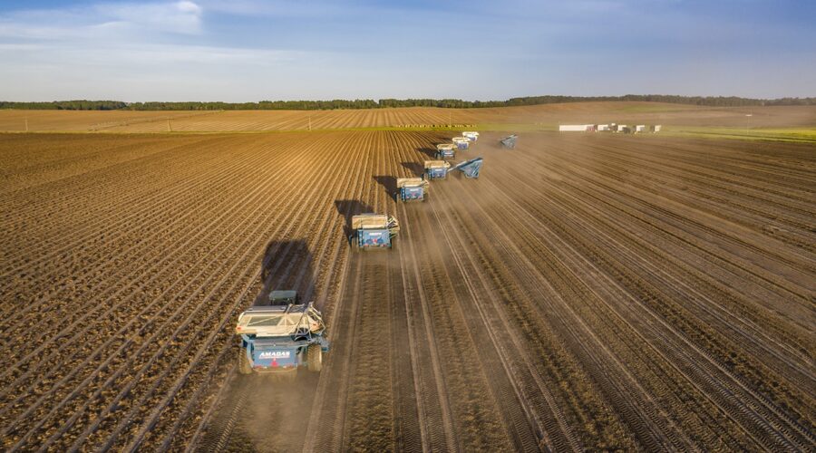 Cosechadoras de mani Amadas Cosechadoras de mani Amadas