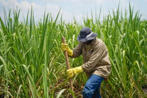 Simja Agro plantea que una buena campaña comienza mucho antes de la primera pasada. Chequeos, mantenimiento y calibración definen el éxito.