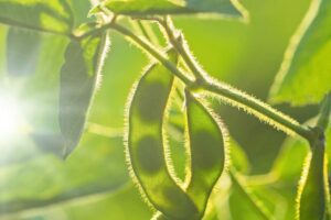 Ante el anuncio de un entendimiento con el gobierno norteamericano, los precios en Sudamérica se ubicaron por debajo de las cotizaciones estadounidenses.