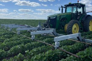 Mata las malezas con una descarga a través del tallo que hace hervir el agua dentro de las células. Mirá el video.