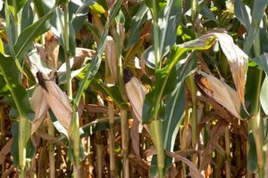 El Earlage es un sistema de silaje que ensila la espiga de maíz para producir un alimento de alta concentración energética, combinando el valor nutricional del grano con la fibra aportada por el marlo